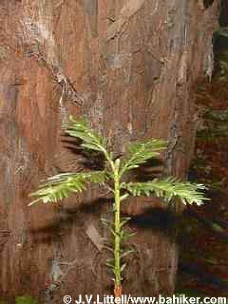 Redwood photo