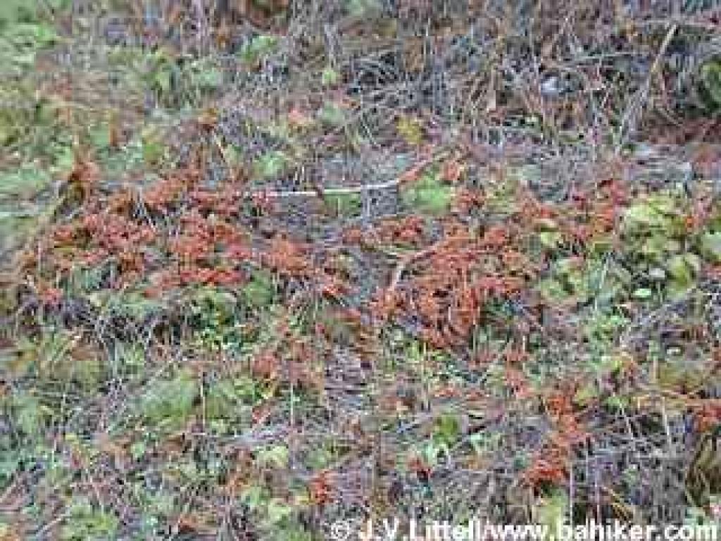 Ladybugs