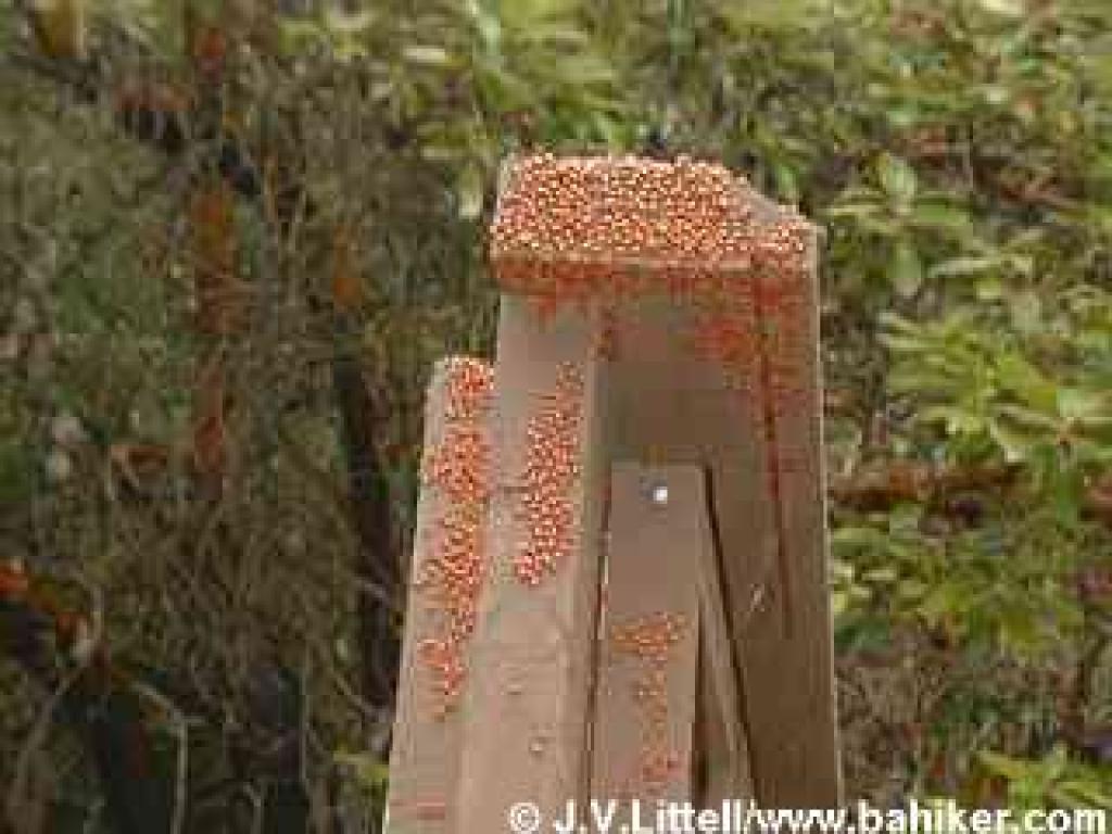 Ladybugs