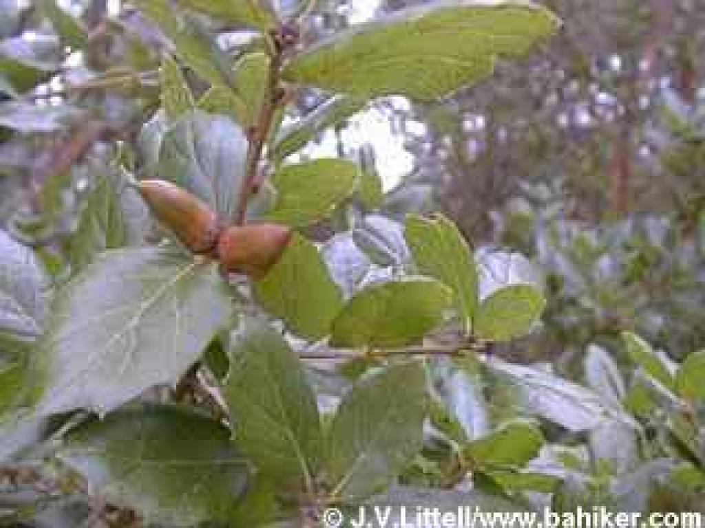 Coast live oak