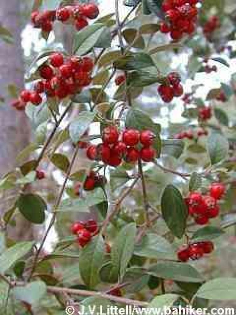 Cotoneaster