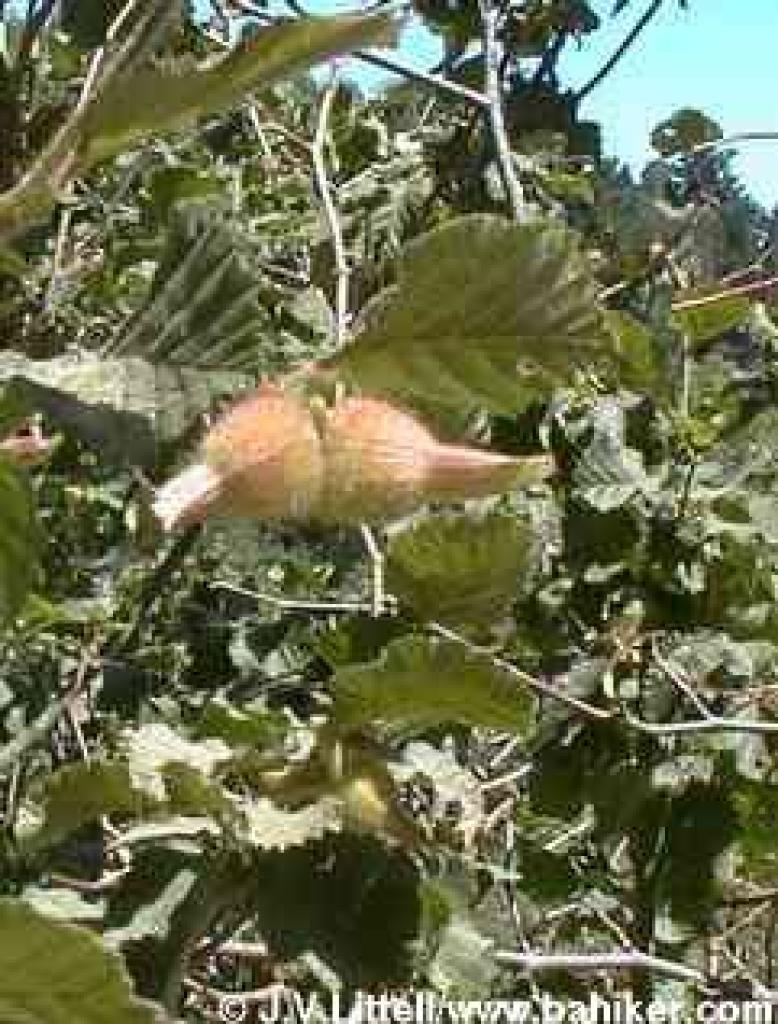 Hazelnut photo