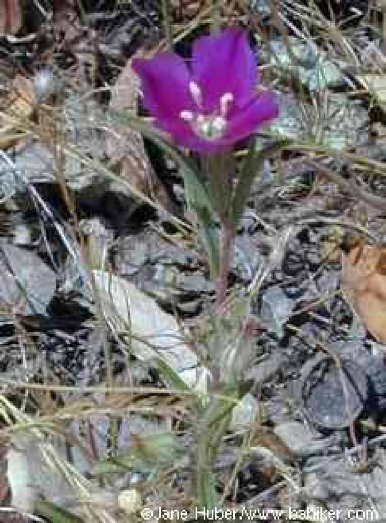 Purple clarkia