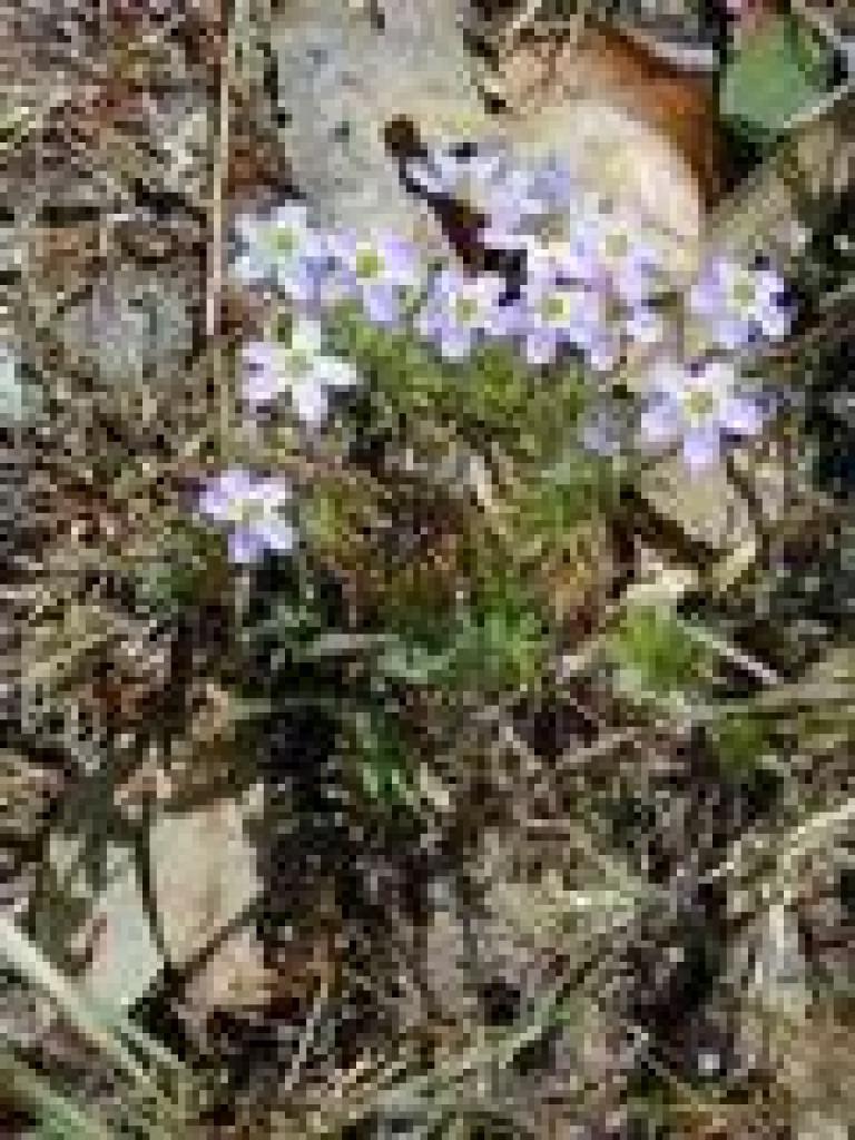Linanthus