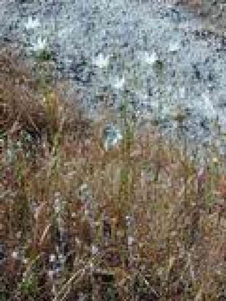 White brodiaea
