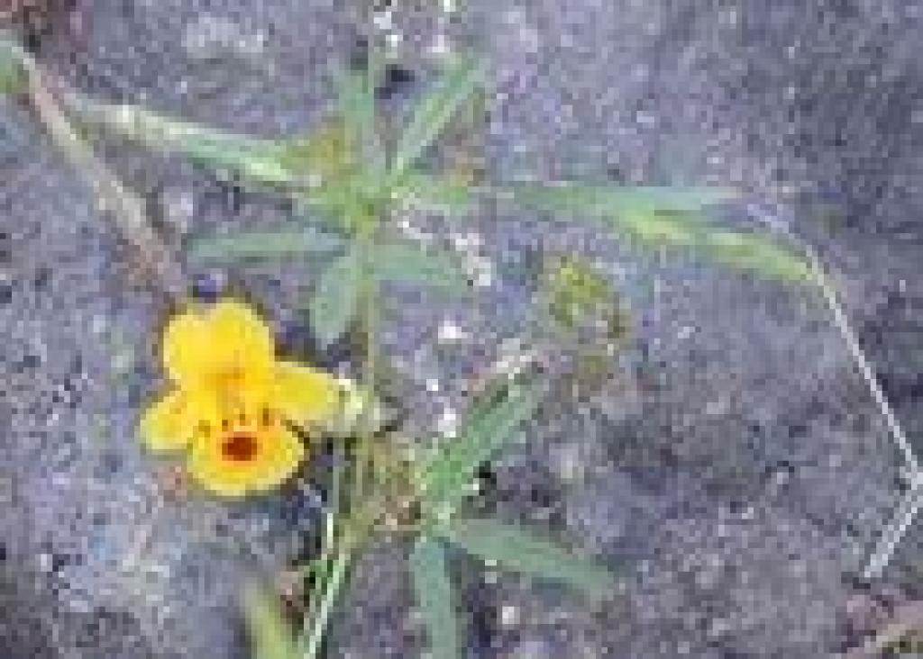 Chickweed monkeyflower