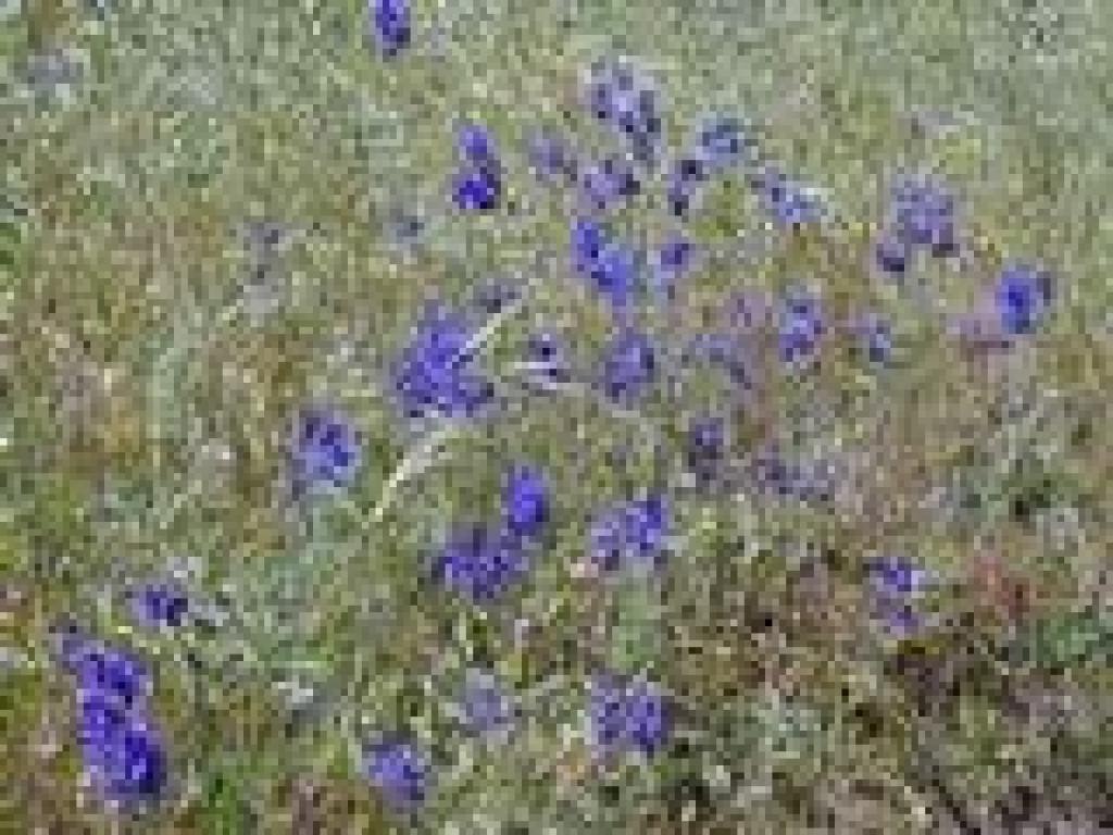 Larkspur