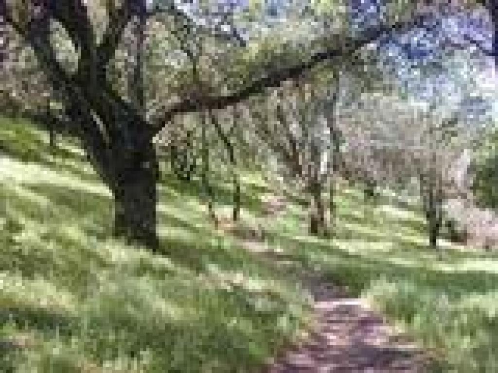 Woods