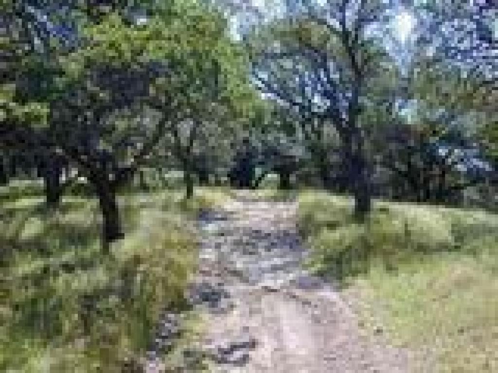 Mystic Ridge Trail