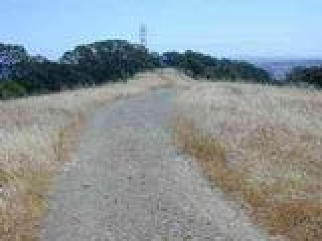 Along the ridge