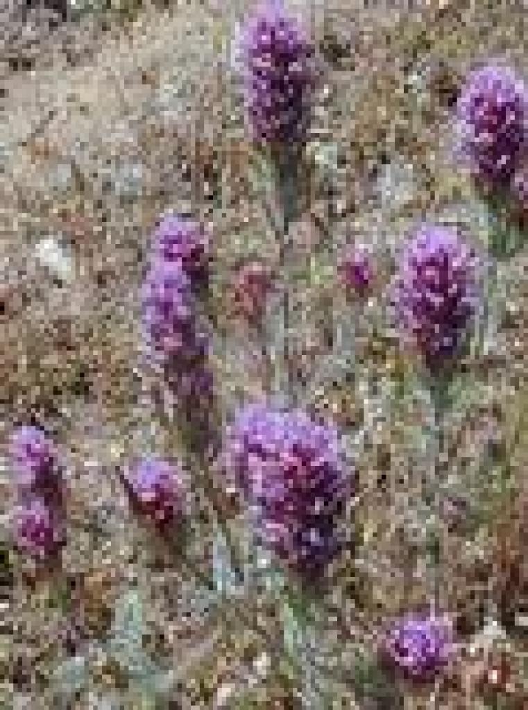Owl's clover