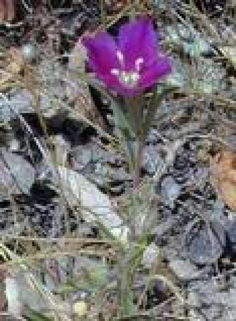 Purple clarkia