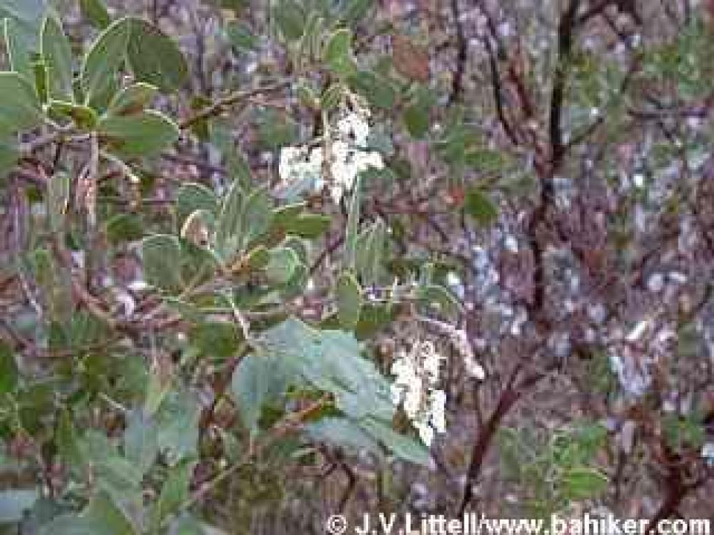 Manzanita in winter