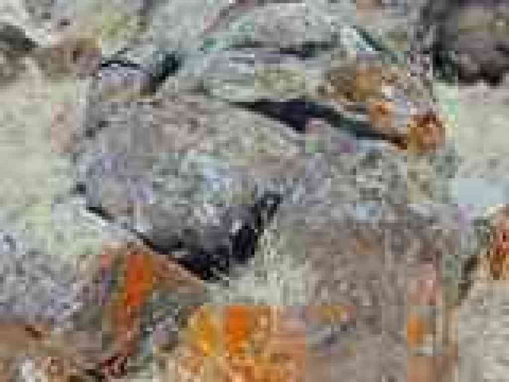 Lichen