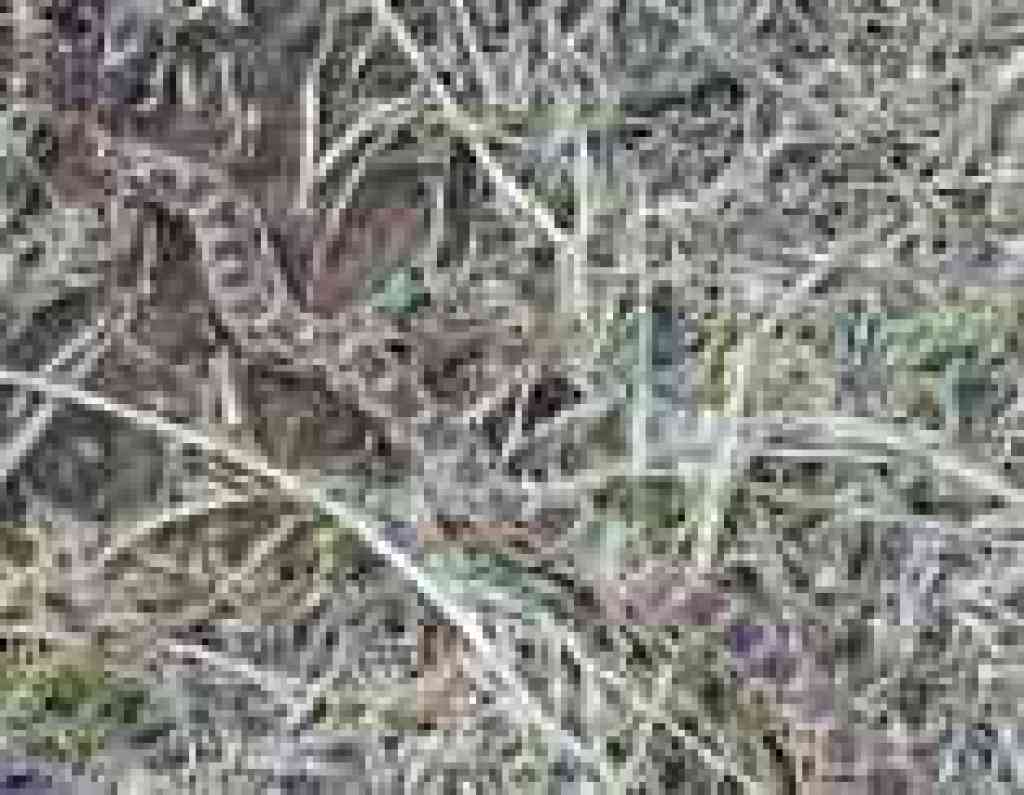 Gopher snake
