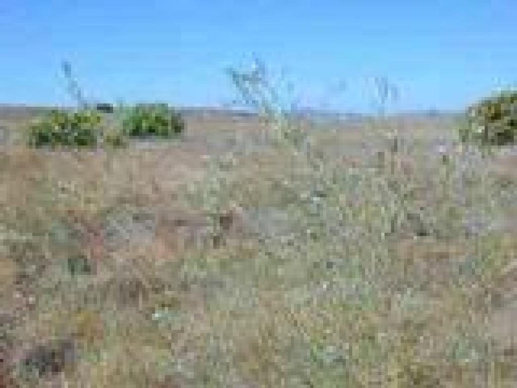 Willowherb