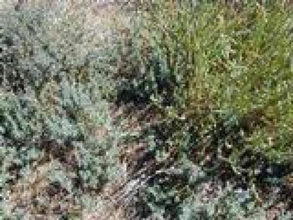 Plants