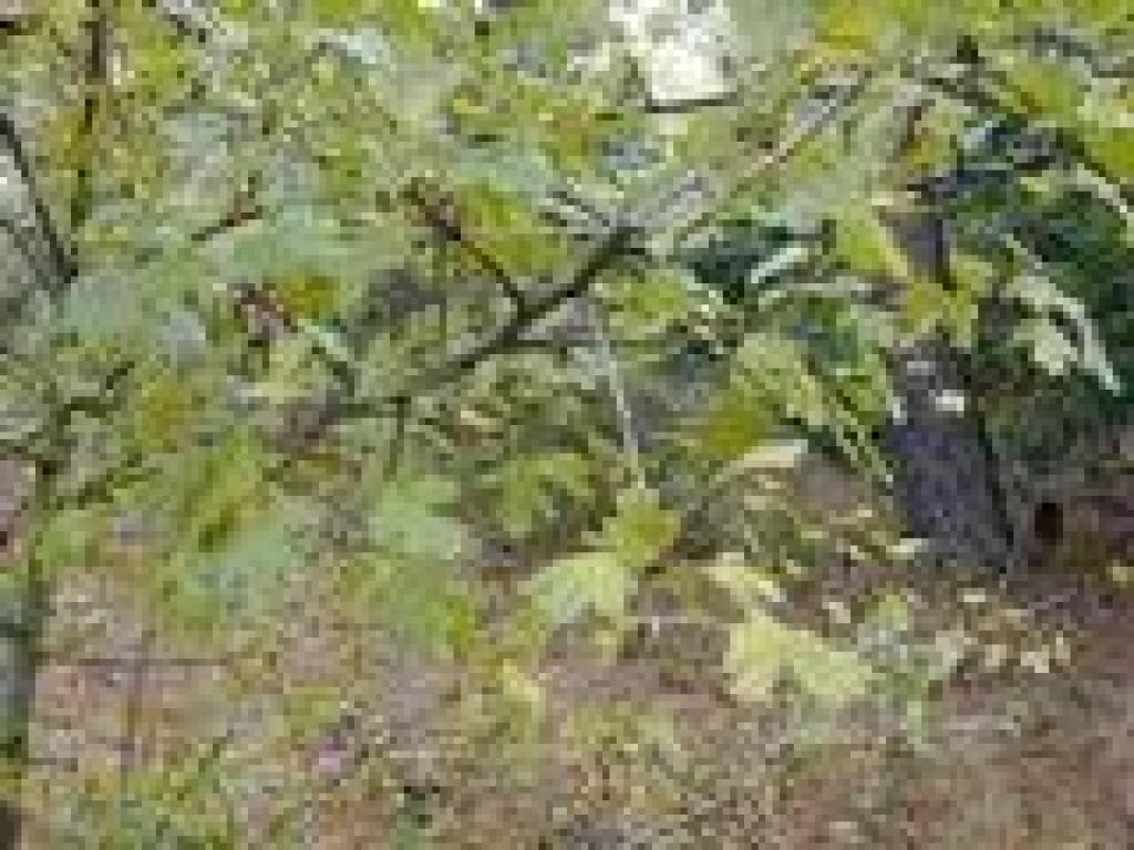 Hawthorn