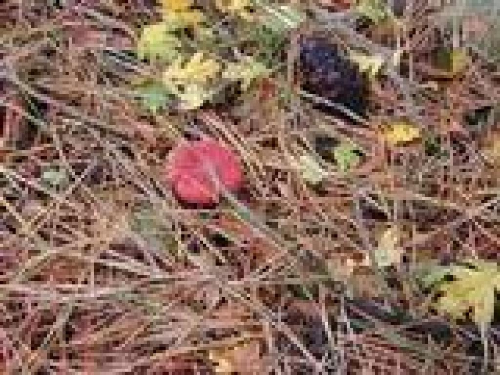 Mushroom
