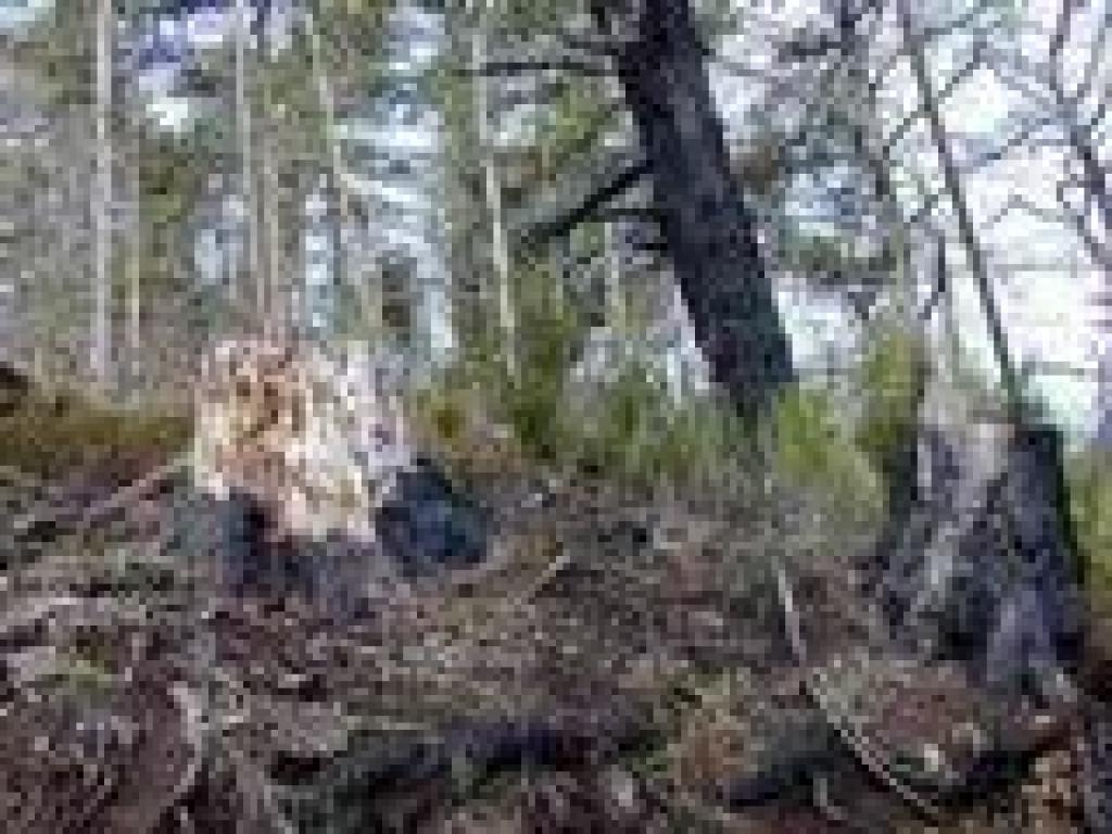 Burned trees