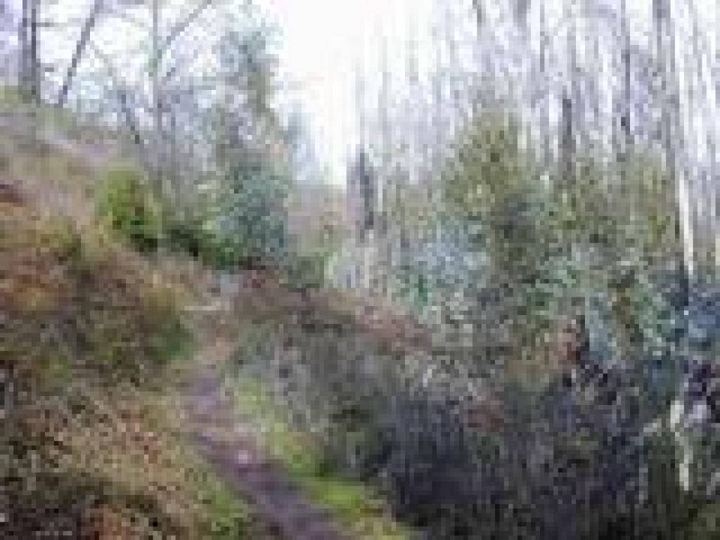 Narrow path
