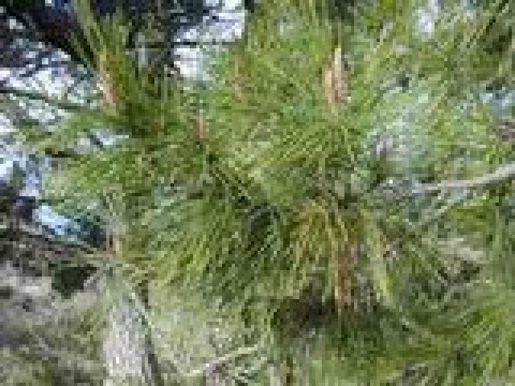 Monterey pine