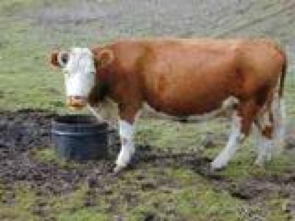 Cow