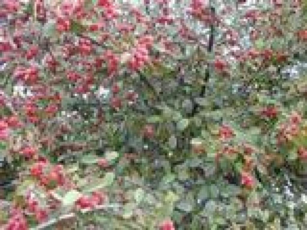 Cotoneaster