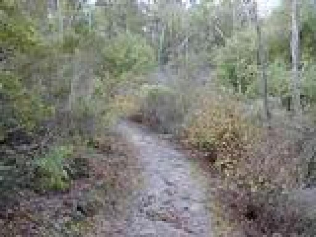 Currant lines the trail