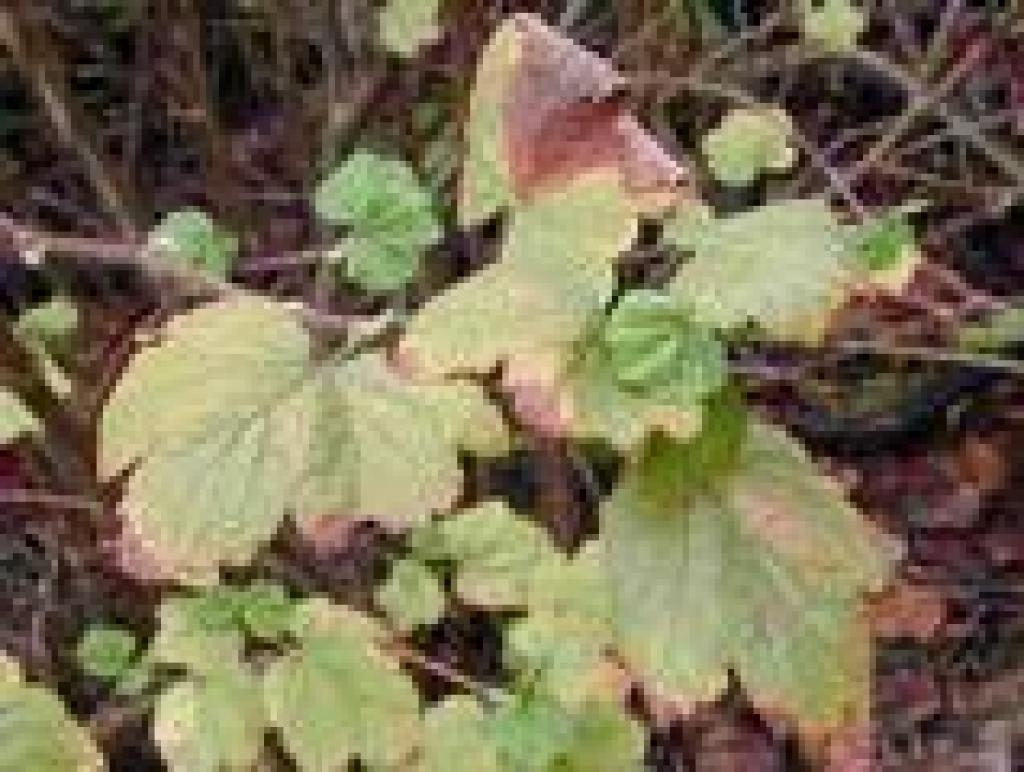 Currant