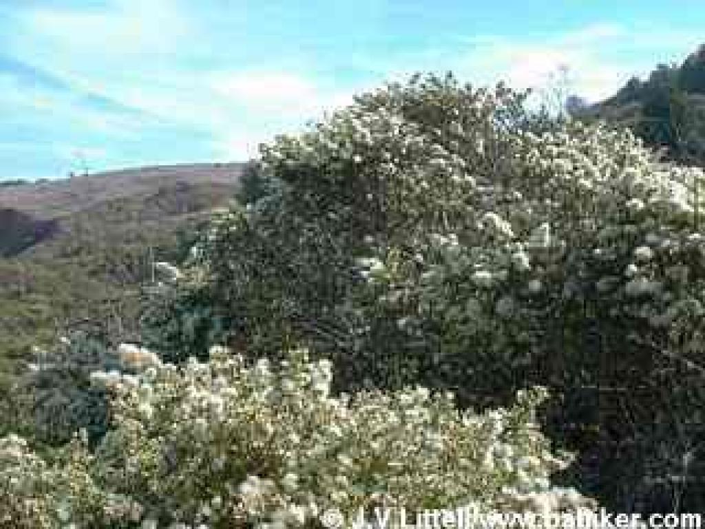 Coyote Brush