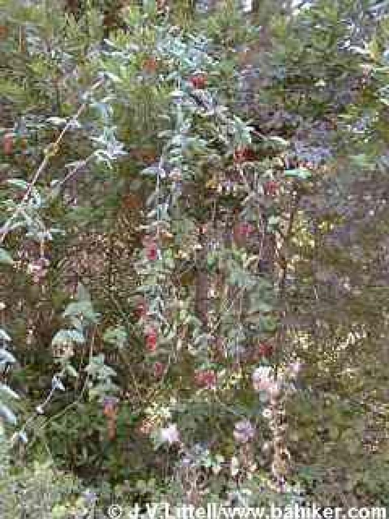 Honeysuckle photo