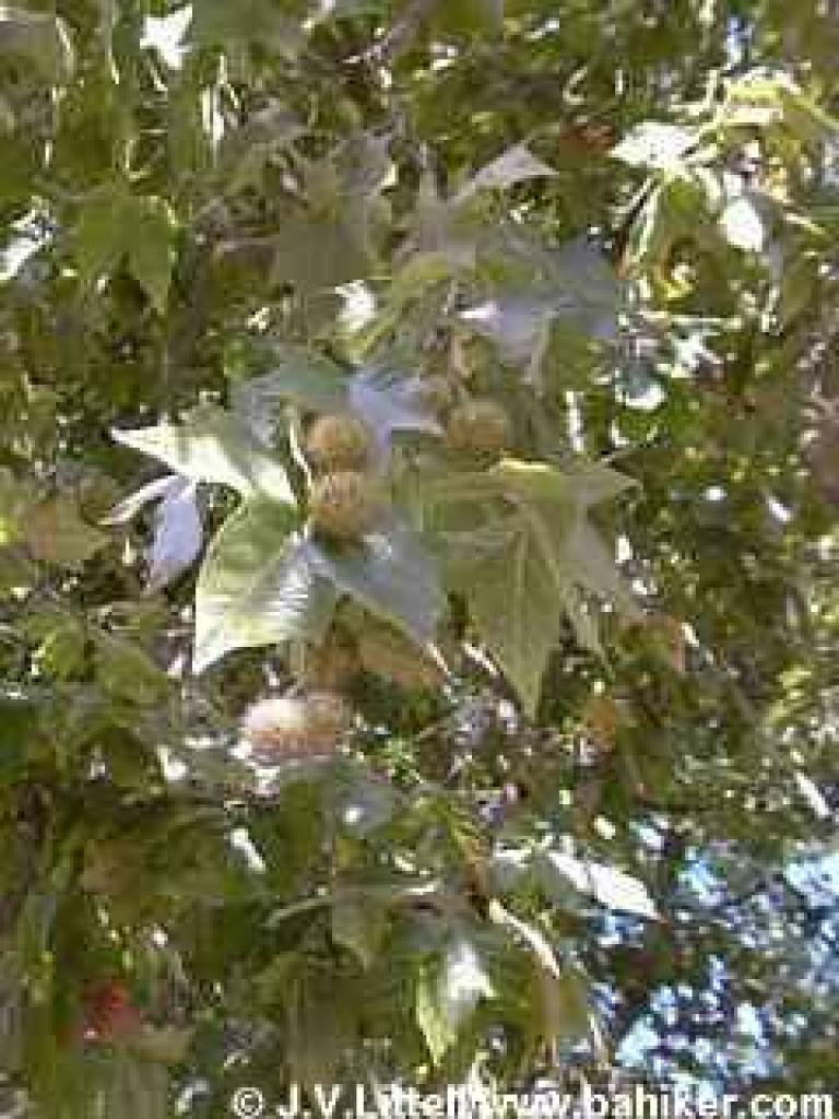 California sycamore photo