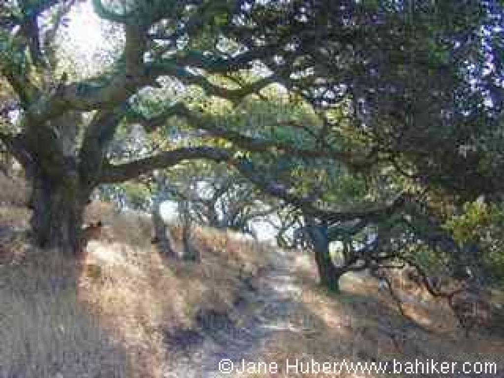 Coast live oaks along Manzanita Loop Trail
