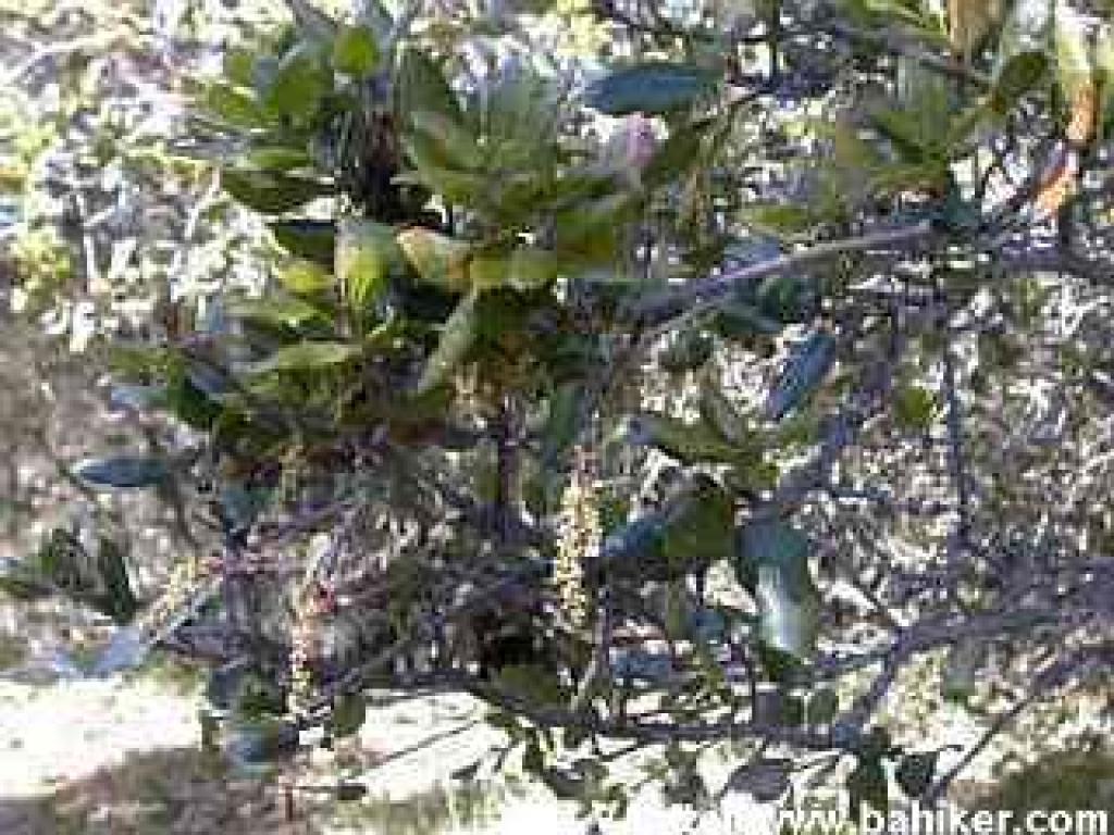 Coast live oak