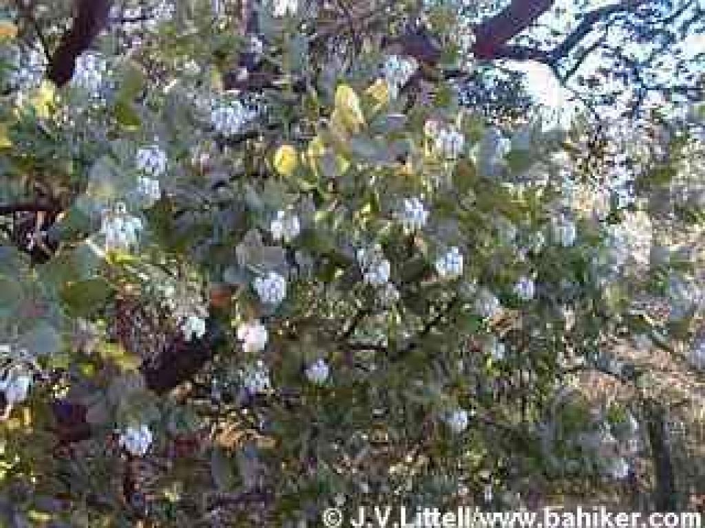 Blooming manzanita at Sobrante Ridge