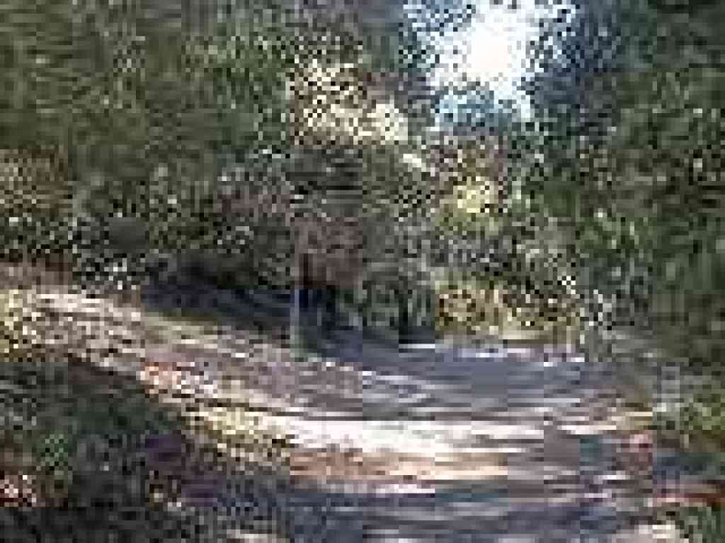Manzanita Loop junction