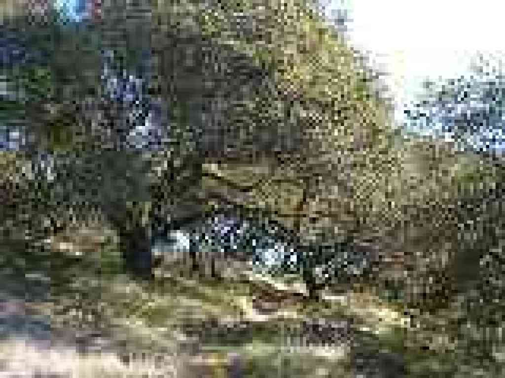 Oaks