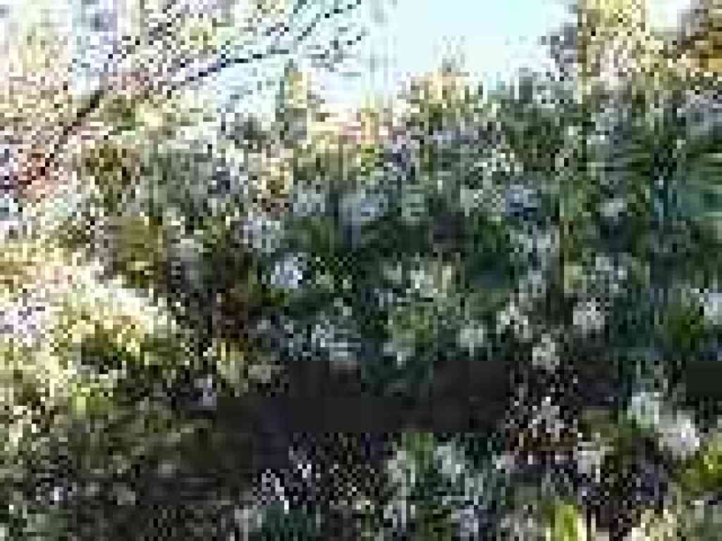 Blossoms just past their peak