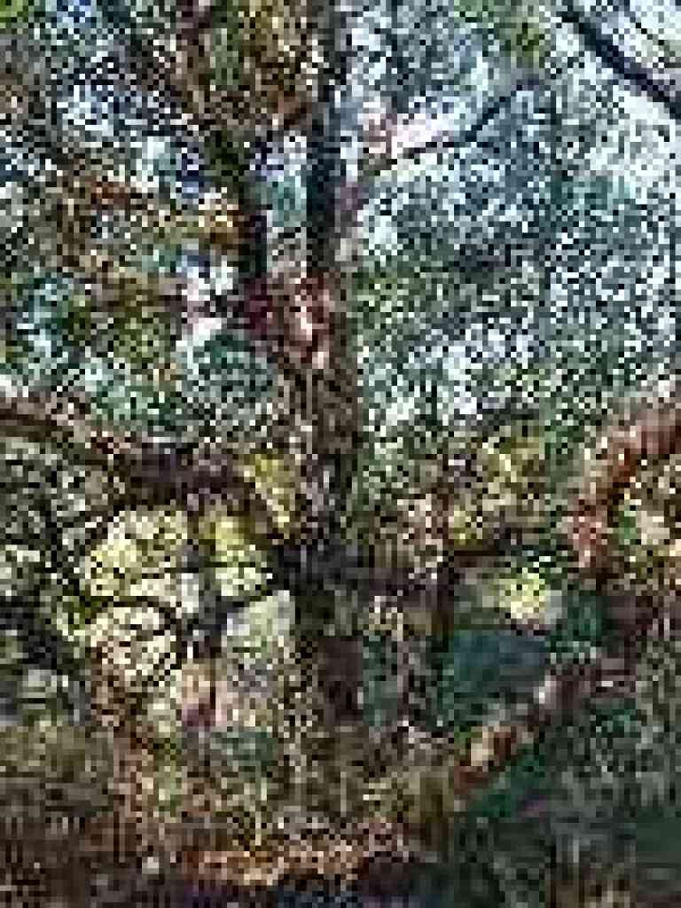 Madrone