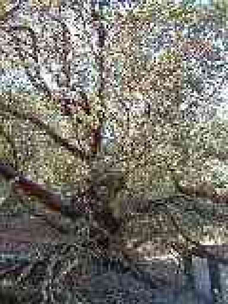 Manzanita