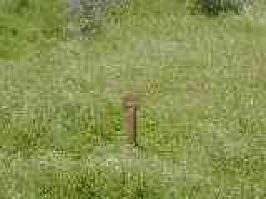 Trail marker