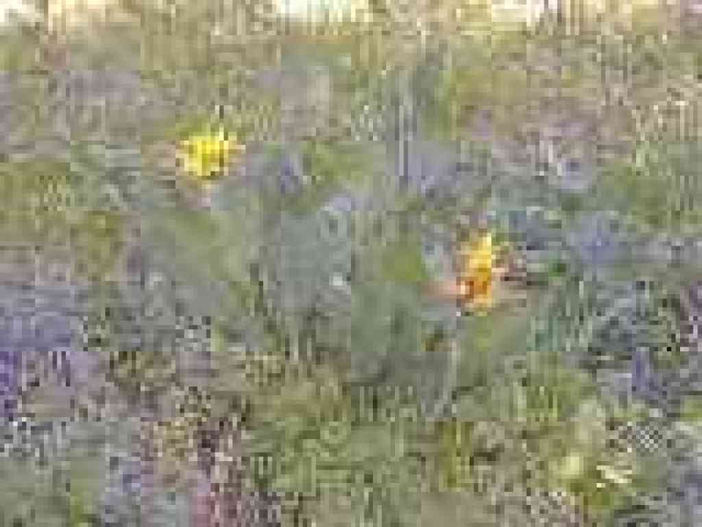 Mule ear sunflowers