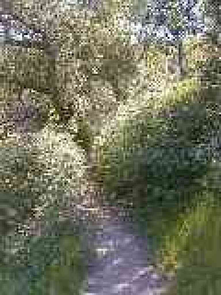 Shrub-choked trail