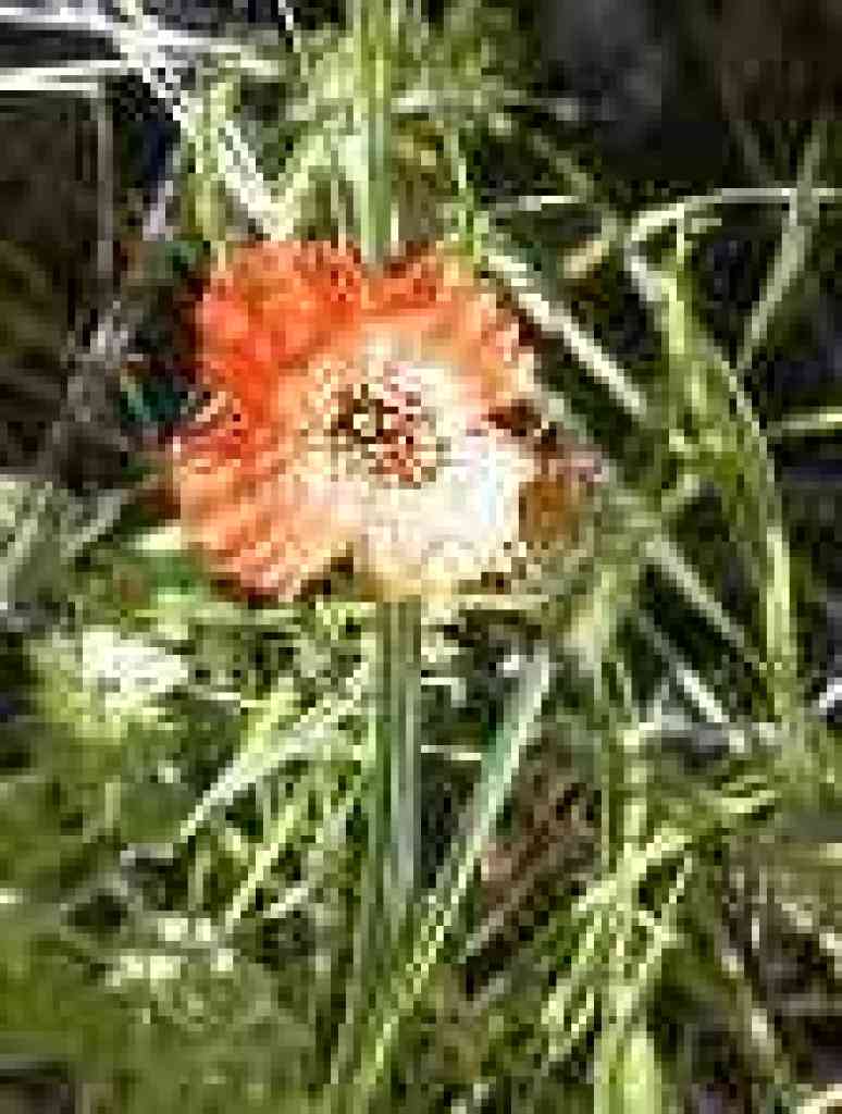 Wind poppy