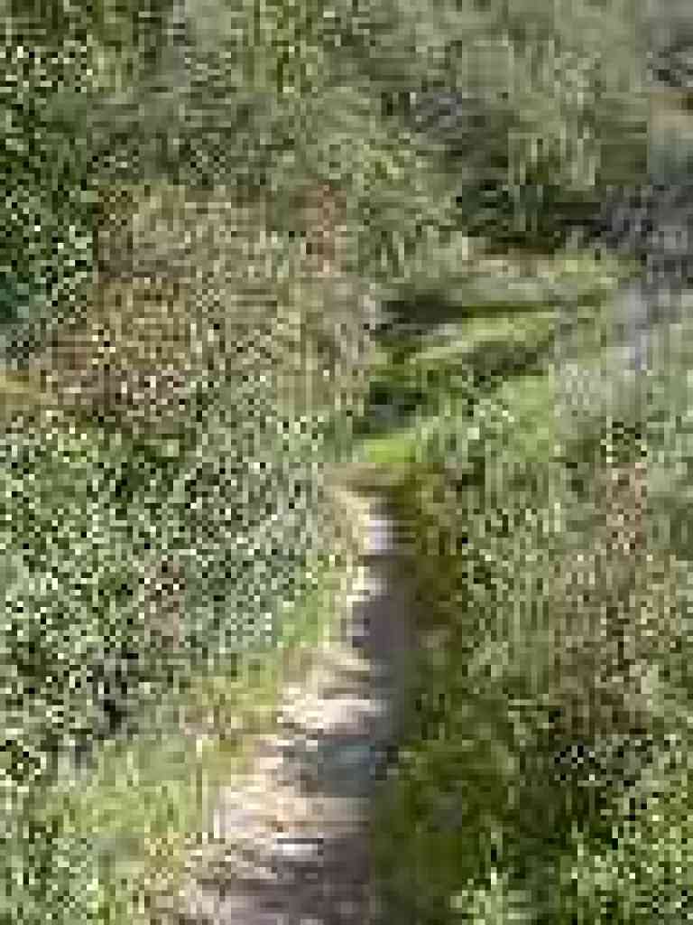 Toyon along the trail