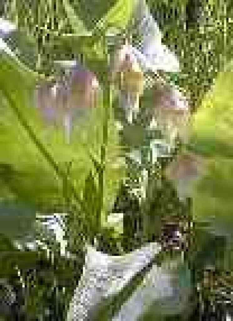 Fairy lanterns