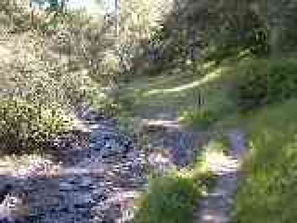 Along creek