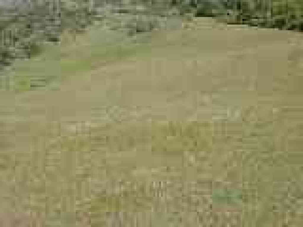 Flowers carpet grass