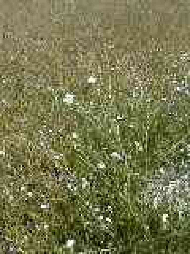 Popcorn flowers